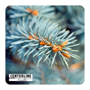 Blue Spruce