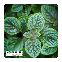 Load image into Gallery viewer, Garden Mint
